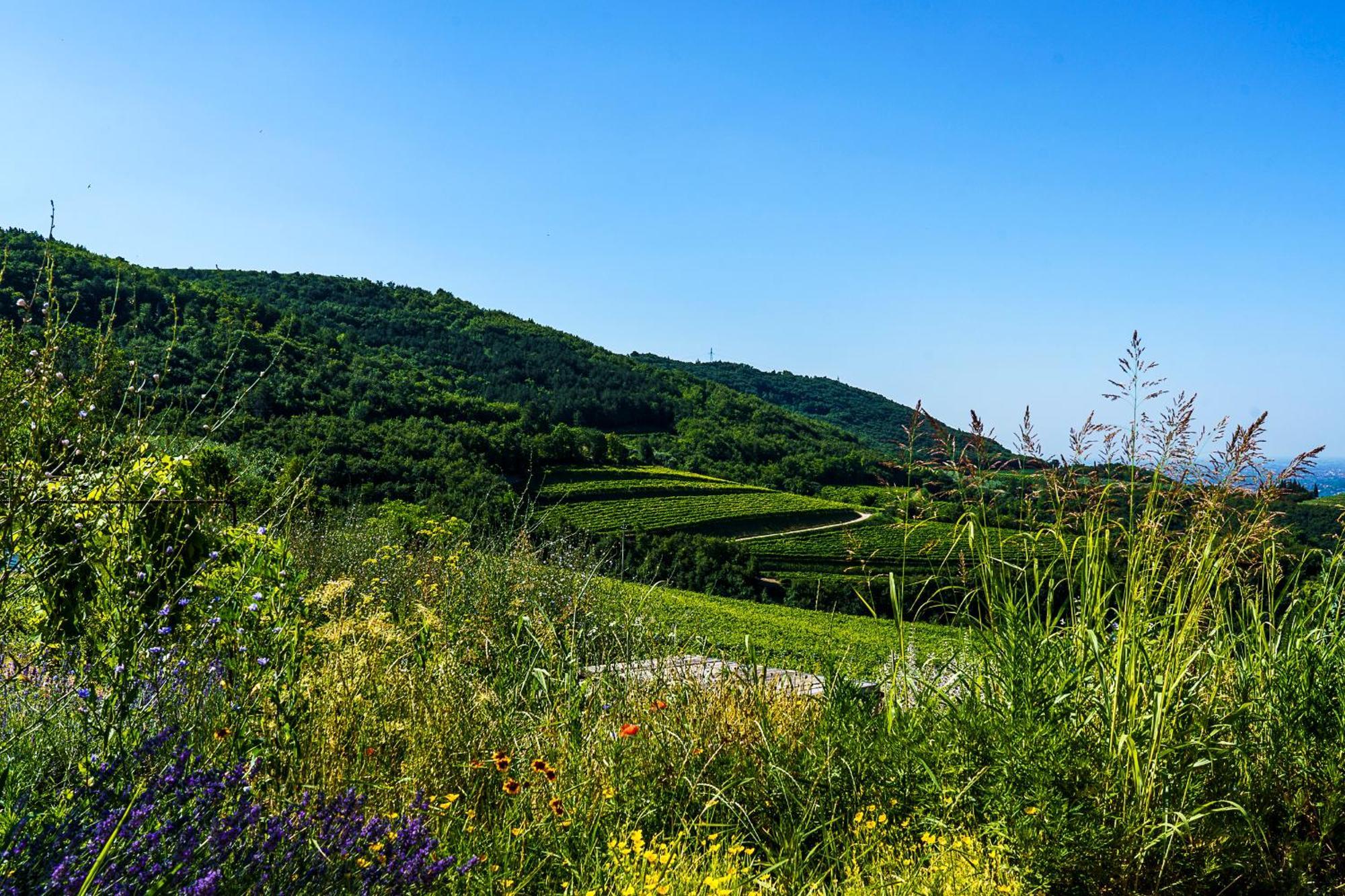Villa Balis Crema Verona Hills (Adults Only) Grezzana Exterior photo